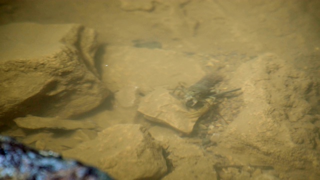 石头和小动物在一个湖里在山洞里视频素材