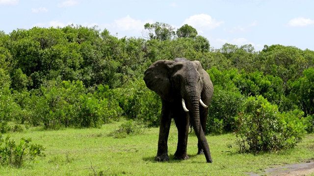 非洲象，Loxodonta africana，马赛马拉国家保护区，肯尼亚，非洲视频素材