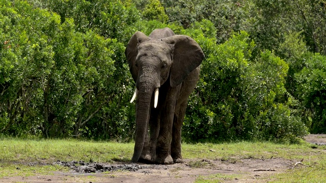 非洲象，Loxodonta africana，马赛马拉国家保护区，肯尼亚，非洲视频素材