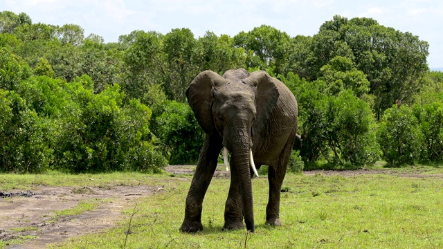 非洲象，Loxodonta africana，马赛马拉国家保护区，肯尼亚，非洲视频素材