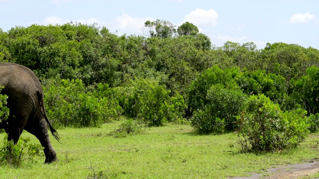 非洲象，Loxodonta africana，马赛马拉国家保护区，肯尼亚，非洲视频素材