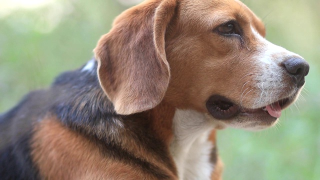 一只可爱的小猎犬坐在公园外面的地上。视频素材