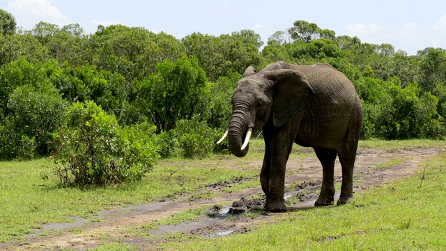 非洲象，Loxodonta africana，马赛马拉国家保护区，肯尼亚，非洲视频素材