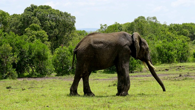 非洲象，Loxodonta africana，马赛马拉国家保护区，肯尼亚，非洲视频素材