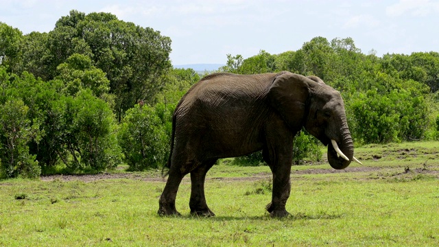 非洲象，Loxodonta africana，马赛马拉国家保护区，肯尼亚，非洲视频素材