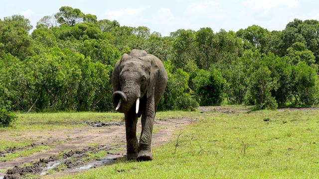 非洲象，Loxodonta africana，马赛马拉国家保护区，肯尼亚，非洲视频素材