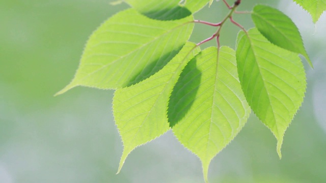 新鲜的嫩芽和嫩叶视频素材