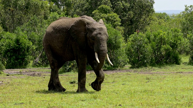 非洲象，Loxodonta africana，马赛马拉国家保护区，肯尼亚，非洲视频素材