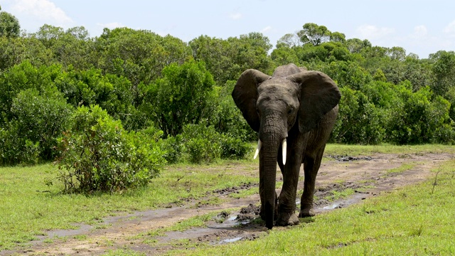 非洲象，Loxodonta africana，马赛马拉国家保护区，肯尼亚，非洲视频素材