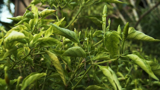 新鲜的绿色泰国辣椒树在有机农场。制作泰国传统食物视频素材