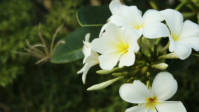 花园里鸡蛋花的4k Dci镜头。视频素材