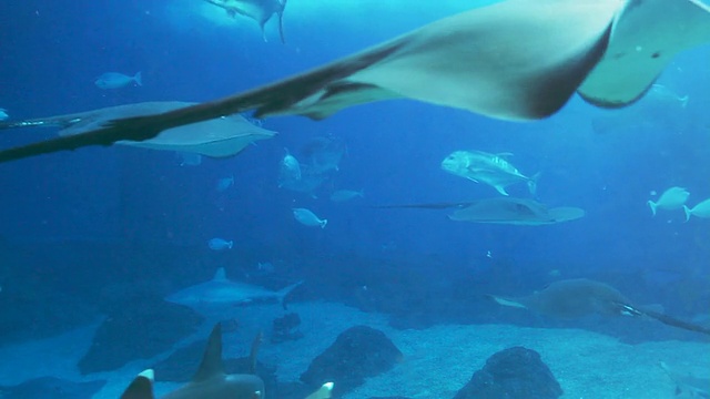 海洋生物水族馆视频素材