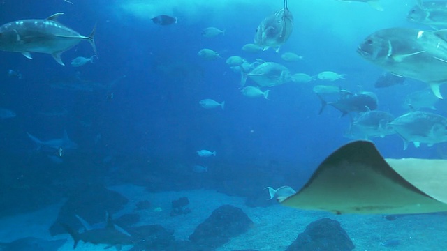 海洋生物水族馆视频素材