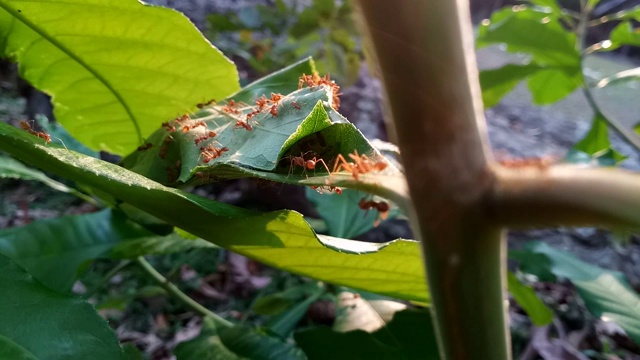 红蚂蚁在自然森林中筑巢视频素材