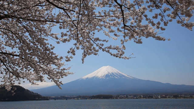 日本山梨县川口湖上的樱花和富士山视频素材