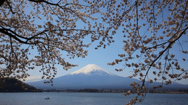 日本山梨县川口湖上的樱花和富士山视频素材