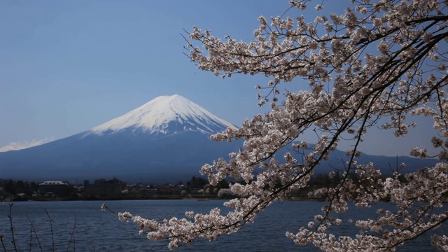 日本山梨县川口湖上的樱花和富士山视频素材