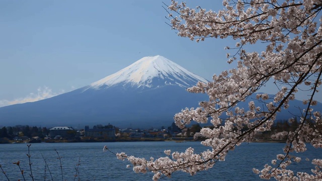 日本山梨县川口湖上的樱花和富士山视频素材