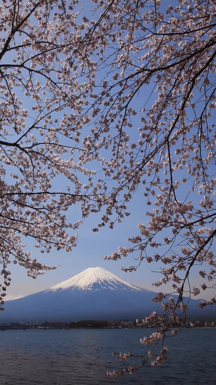 日本山梨县川口湖上的樱花和富士山视频素材