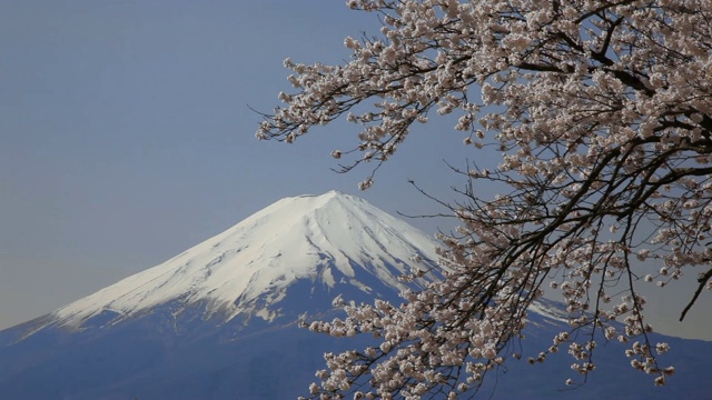 日本山梨县川口湖上的樱花和富士山视频素材