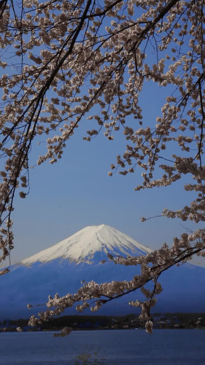 日本山梨县川口湖上的樱花和富士山视频素材