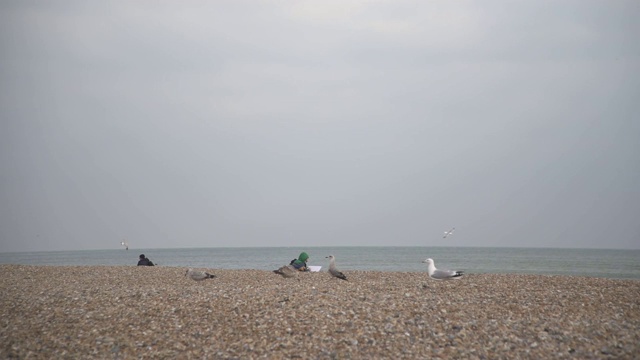 海滩上的海鸥/超级慢镜头视频素材