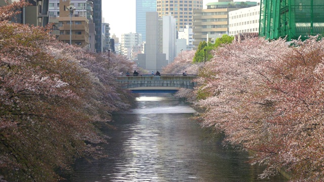 樱花树和河，人们走过桥。日本的樱花在日本东京目黑河的春天。手持镜头。视频下载