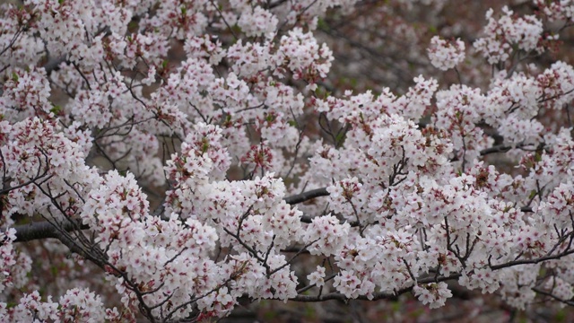 樱花迎风摇曳，花瓣飘落。樱花在日本的春天季节。手持镜头。视频下载