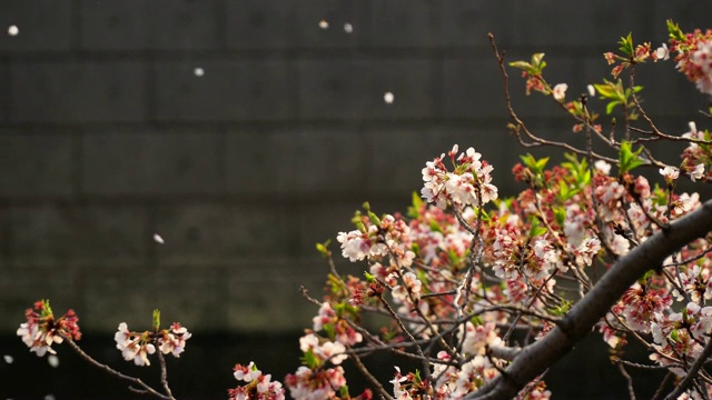 樱花迎风摇曳，花瓣飘落。樱花在日本的春天季节。手持镜头。视频下载