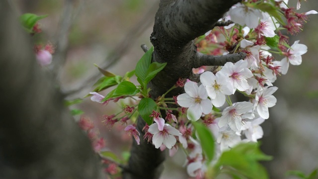 樱花迎风摇曳，花瓣飘落。樱花在日本的春天季节。手持镜头。视频下载