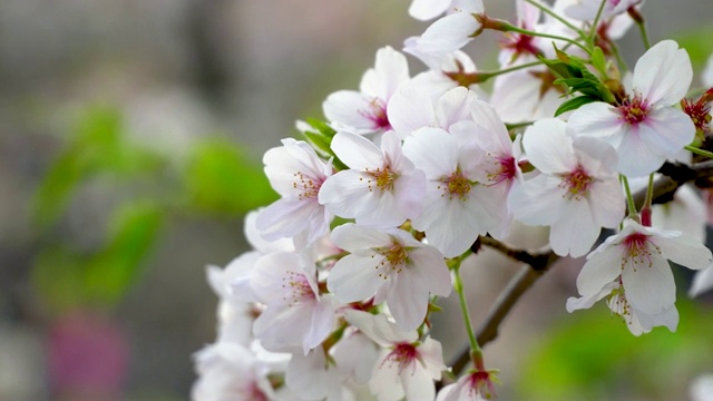 樱花迎风摇曳，花瓣飘落。樱花在日本的春天季节。手持镜头。视频下载