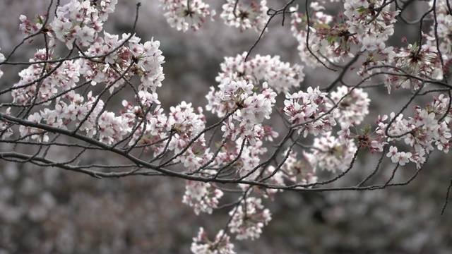 樱花迎风摇曳，花瓣飘落。樱花在日本的春天季节。手持镜头。视频下载