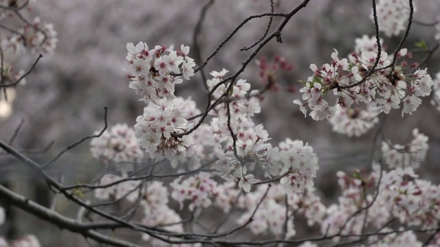 樱花迎风摇曳，花瓣飘落。樱花在日本的春天季节。手持镜头。视频下载