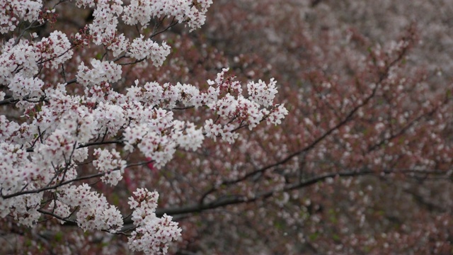 樱花迎风摇曳，花瓣飘落。樱花在日本的春天季节。手持镜头。视频下载