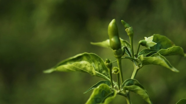 新鲜的绿色泰国辣椒树在有机农场。制作泰国传统食物视频素材