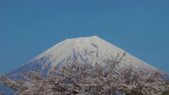 日本山梨县富士的樱花视频素材