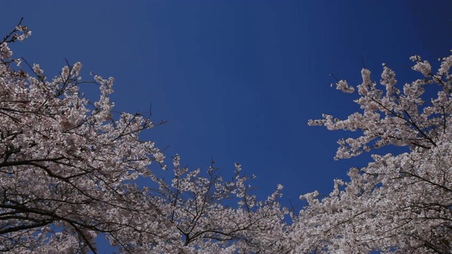 日本山梨县富士的樱花视频素材