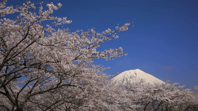 日本山梨县富士的樱花视频素材