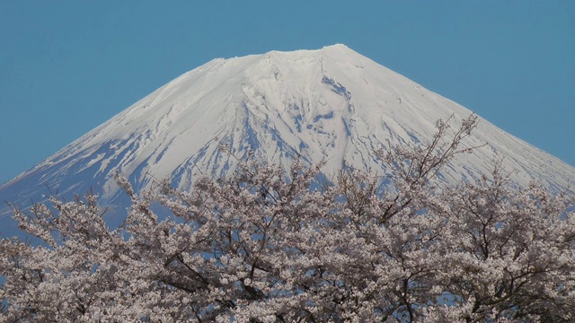 日本山梨县富士的樱花视频素材