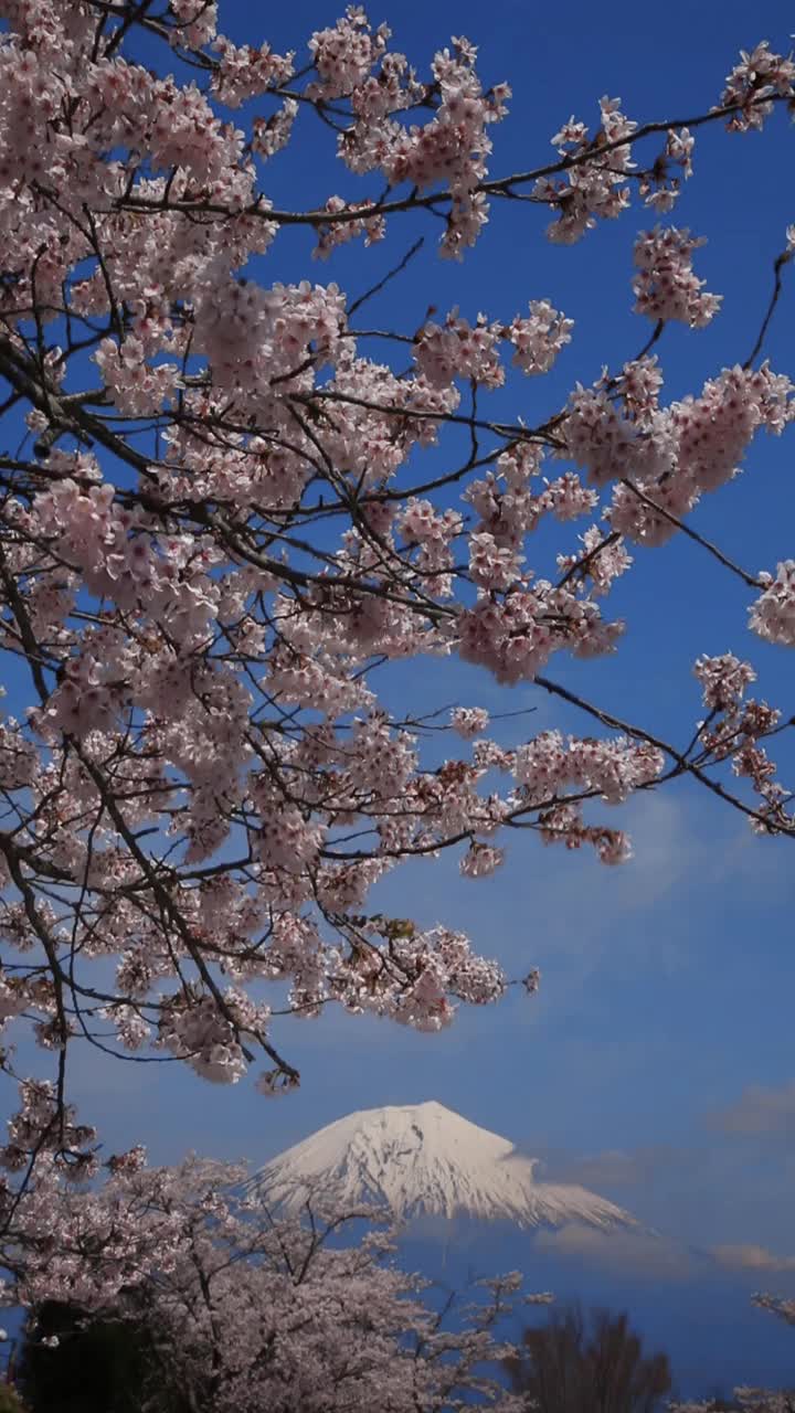 日本山梨县富士的樱花视频素材