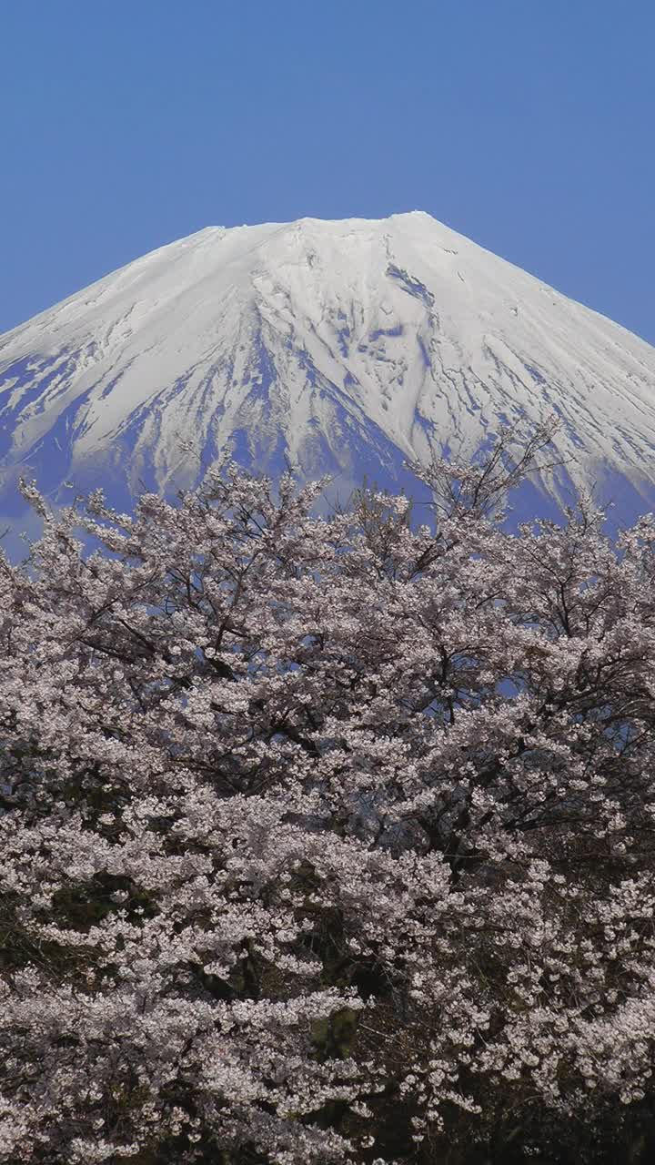 日本山梨县富士的樱花视频素材