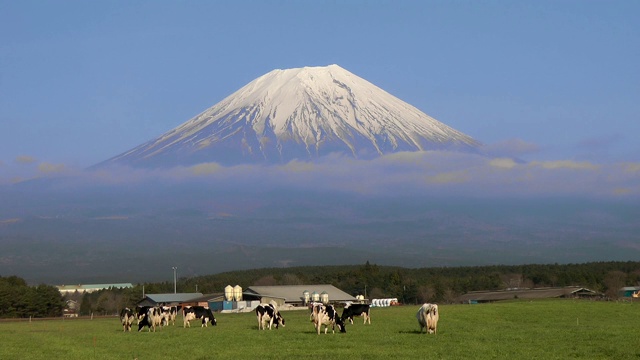 日本山梨县富士的樱花视频素材