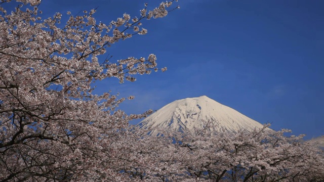 日本山梨县富士的樱花视频素材