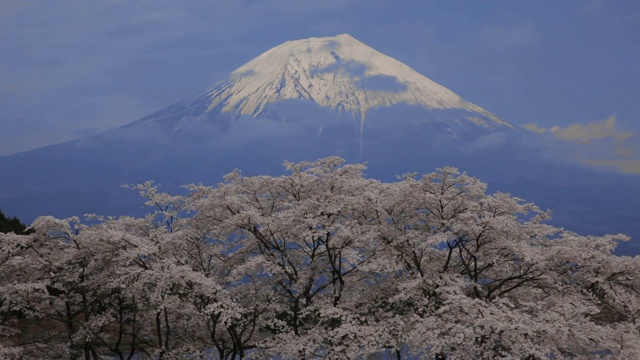 日本山梨县富士的樱花视频素材