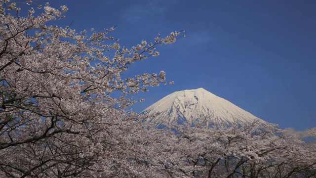 日本山梨县富士的樱花视频素材