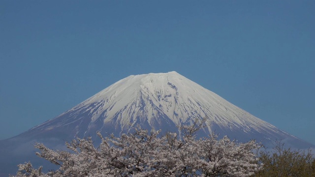 日本山梨县富士的樱花视频素材