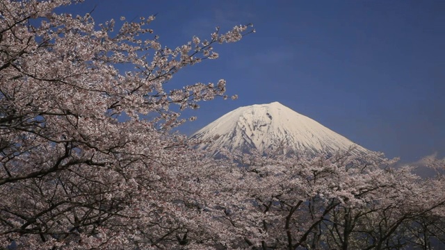 日本山梨县富士的樱花视频素材