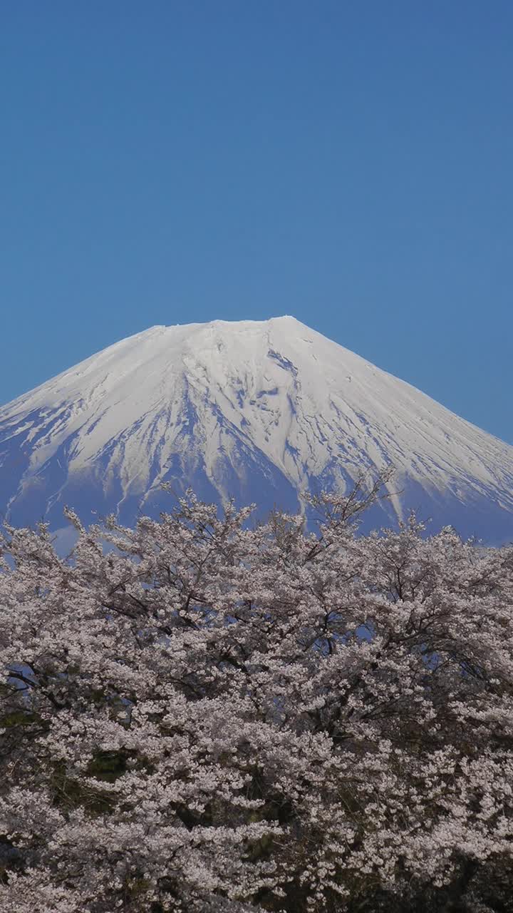 日本山梨县富士的樱花视频素材