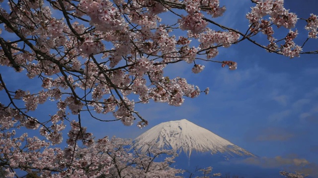 日本山梨县富士的樱花视频素材