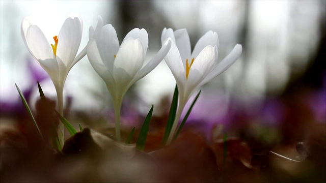 童话般的阳光照在春日番红花上的4k镜头。观赏神奇盛开的春花，野生藏红花。春花番红花的雄伟色彩视频下载